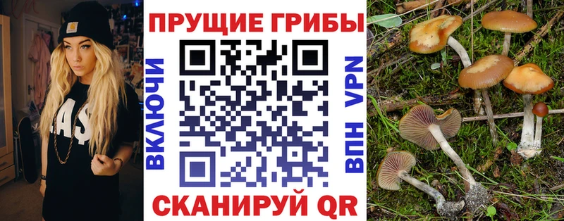 хочу   Руза  hydra вход  Галлюциногенные грибы Psilocybe 
